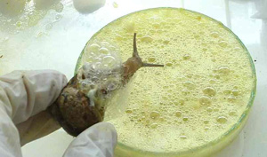 snail-secretions